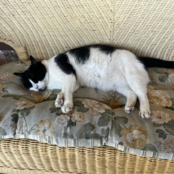 PollyViolet Posh Ambassador!๐๐ณ๐ - Picture 4 of 10